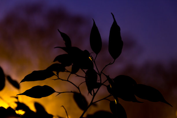 模糊的背景上叶子的剪影图片下载