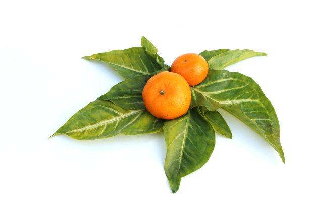 橙色在叶图片下载