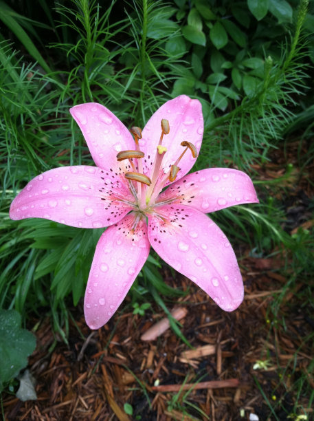 斑驳的粉红色百合图片下载