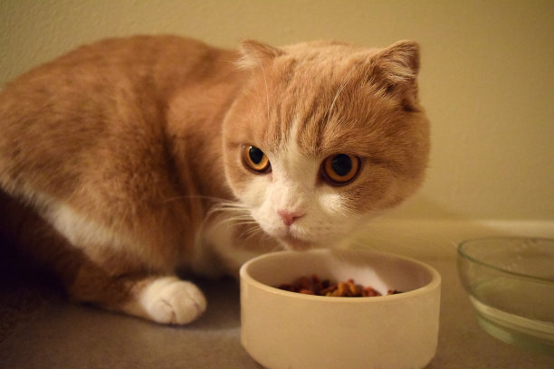 猫在保护他的食碗图片下载