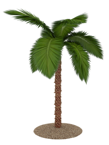 棕榈树图片下载