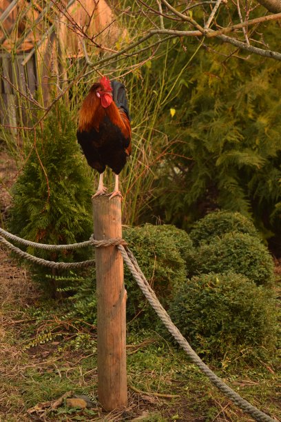 杆子上的公鸡图片下载