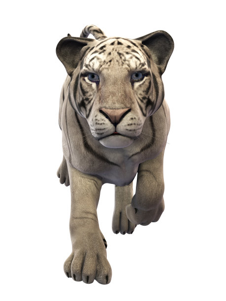白色背景上的白虎图片下载
