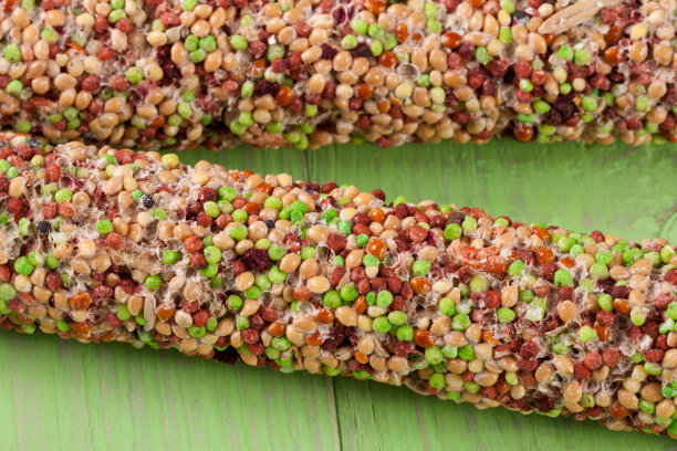 在一根绿色的木头背景上为鹦鹉提供食物图片下载