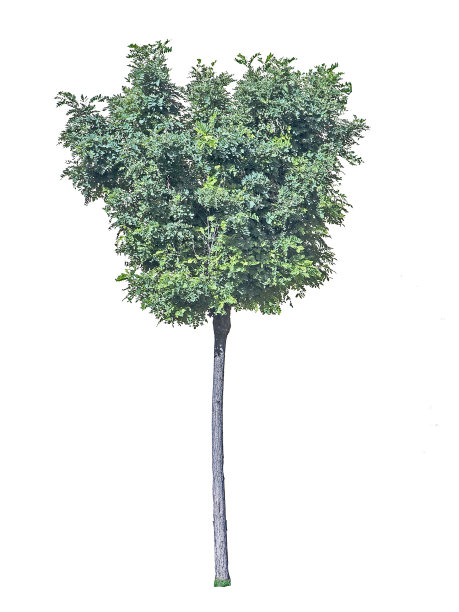 白底上的树图片下载