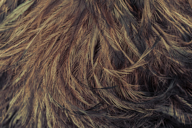 鸸鹋鸟的羽毛纹理图片下载