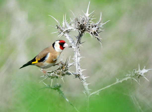 欧洲金翅雀，刺上金翅雀图片下载