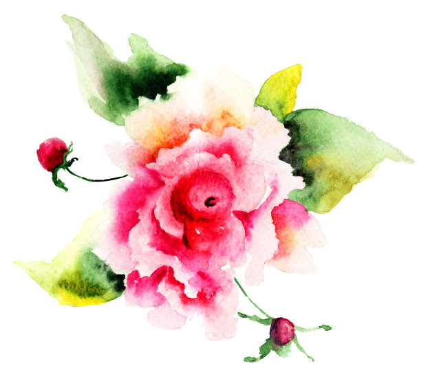 美丽的玫瑰花朵图片下载