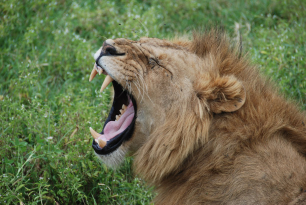 非洲狮子图片下载