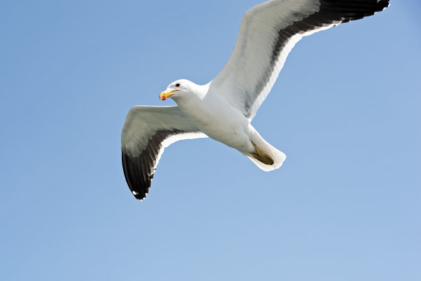 海带海鸥光环，沃尔维斯湾，纳米比亚，非洲图片下载