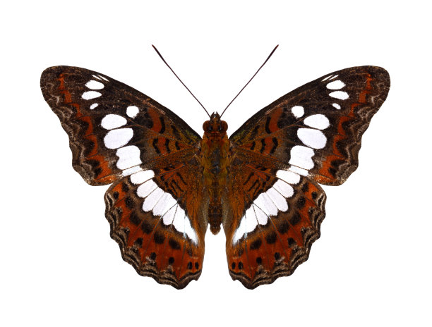 美丽的普通指挥官蝴蝶上翼在自然的颜色图片下载