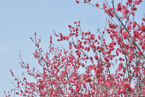 日本岛根县尾道市桃花节素材图片