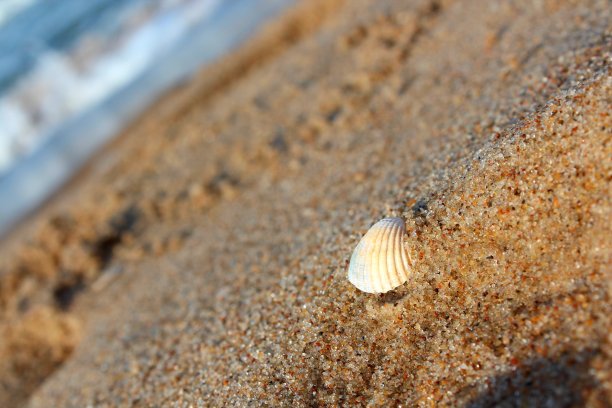 波兰格但斯克沙滩上的白色贝壳图片下载