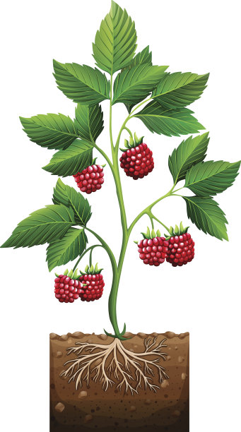 在地里种植覆盆子图片下载