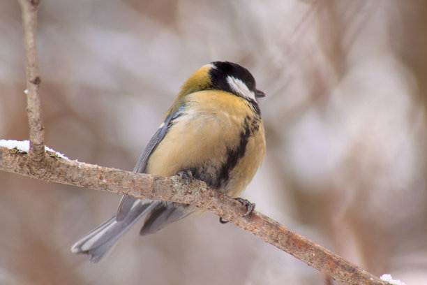 山雀坐在冬季森林的一棵树枝上。图片下载