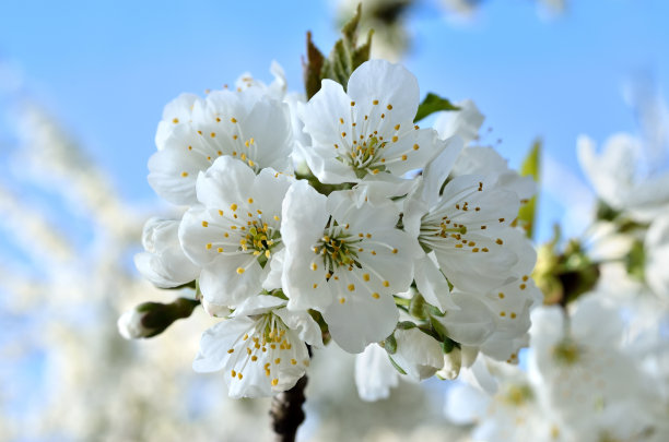 春天，白花在树枝上素材图片