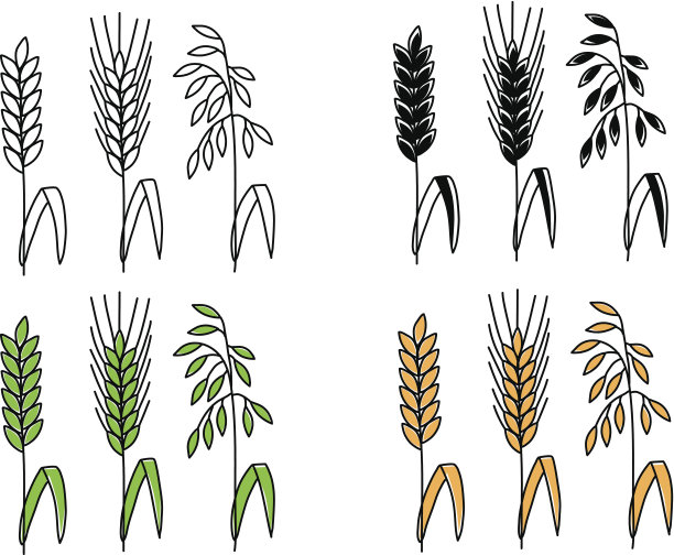 谷物图纸素材图片