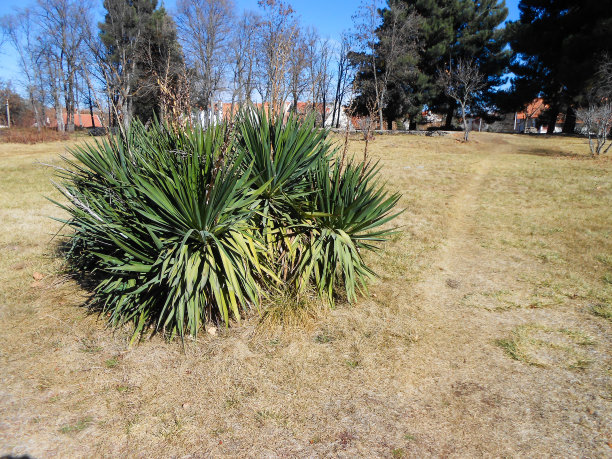 花园里有绿色植物图片下载