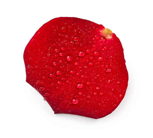 红玫瑰花瓣和水滴图片下载