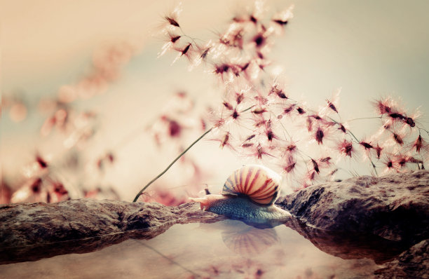 蜗牛。图片下载