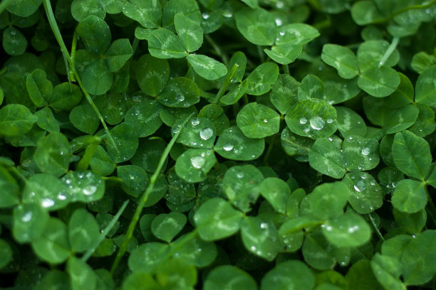 绿叶背景。带露珠的三叶草叶子图片下载