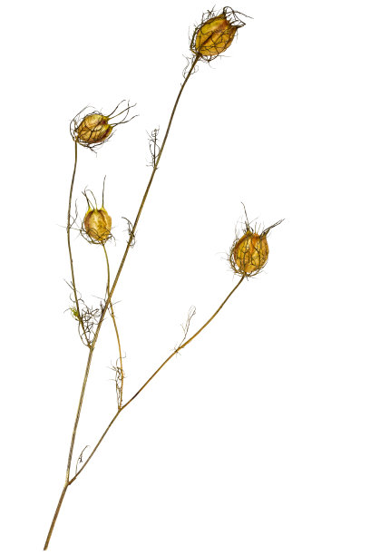 黑种草图片下载