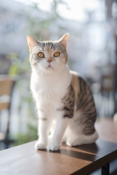 可爱的猫-股票形象图片下载