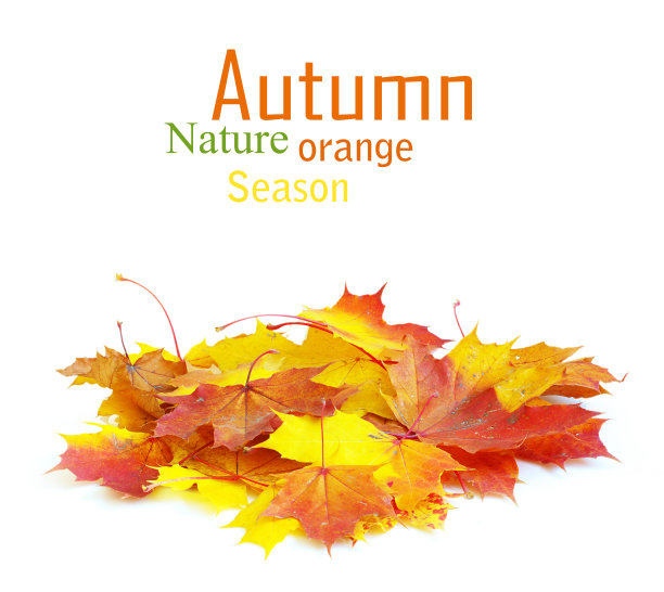 秋枫树叶图片下载