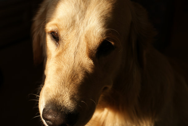 犬种金毛猎犬，阳光只照亮部分鼻口，遮挡图片下载
