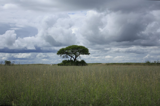 世界尽头的树图片下载