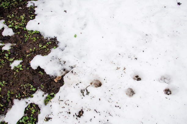 田野上融化的泥土雪。背景。地面纹理图片下载