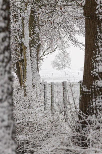 冷淡的景观,雪。图片下载