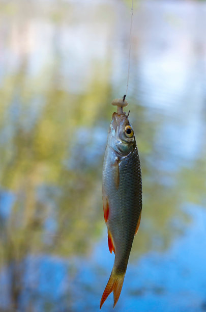 抓蟑螂图片下载