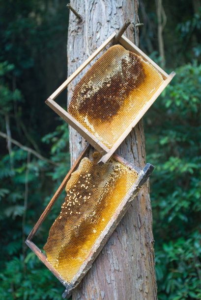 蜂窝板挂在树上图片下载