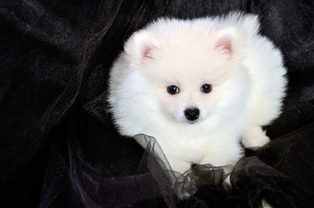 白色的博美小狗躺在黑色的布上图片下载