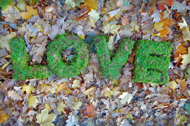 文字爱情的秋天背景。植物种类。图片下载