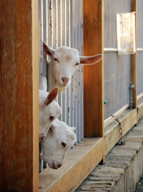 笼子里的山羊图片下载