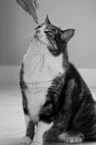 手抚摸着猫头感觉好可爱图片下载