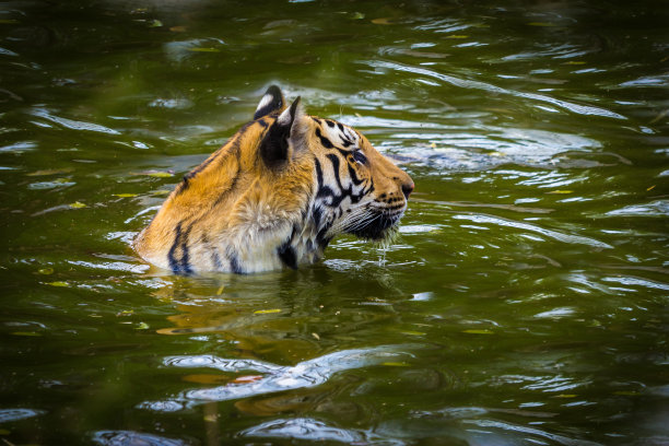 印度的老虎在自由漫步。图片下载