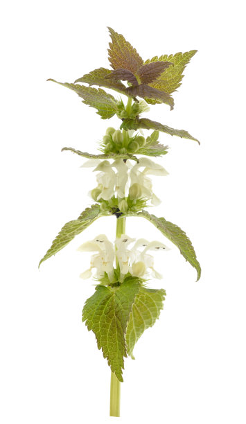 白色dead-nettle图片下载