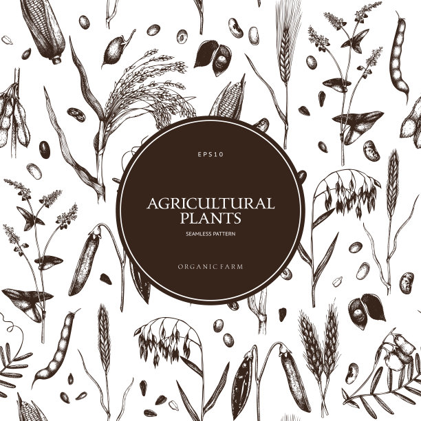 大豆图片素材ID：157255660