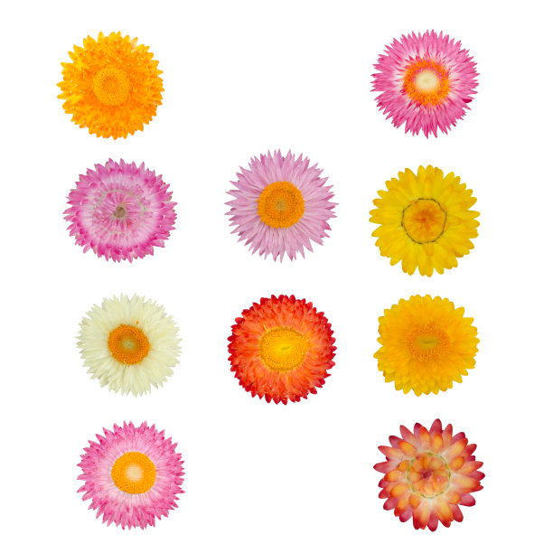 稻草花或永远孤立在白色的背景上图片下载