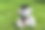 泰迪熊本科毕业。图片下载