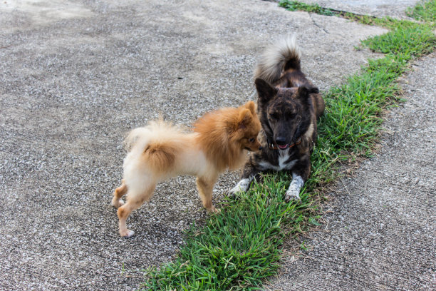 博美犬和泰国狗在路上图片下载