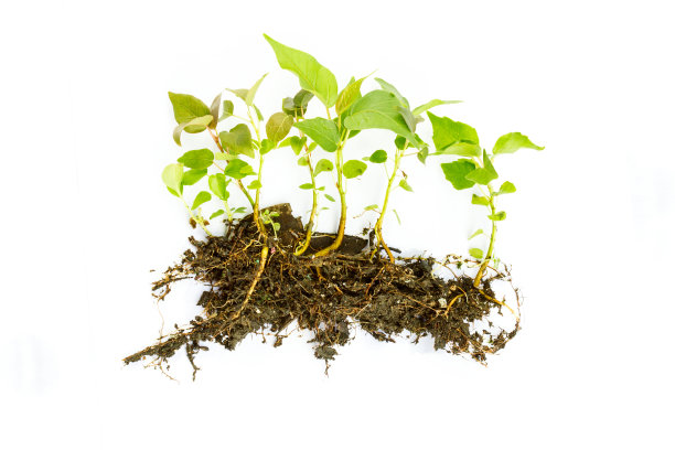 白色背景上生长的幼苗图片下载