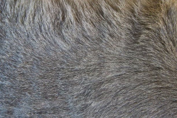 背景图案的头发的猫图片下载