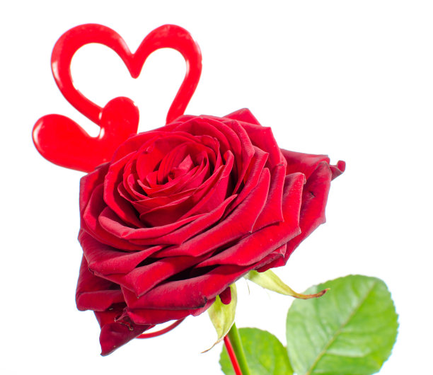 情人节的红玫瑰和心图片下载
