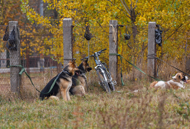 在托儿所训练的服务犬。动物图片下载