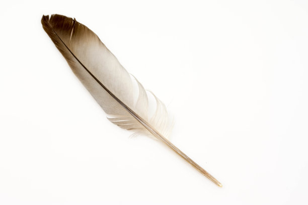 孤立的鸟羽毛图片下载