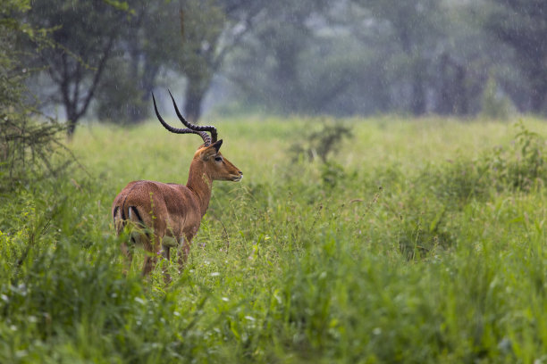 一只美丽的公黑斑羚的肖像图片下载